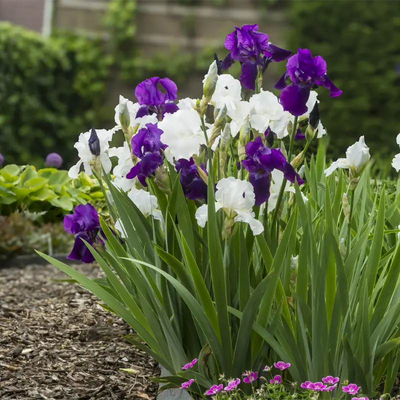 Superstition Bearded Iris - Image 5