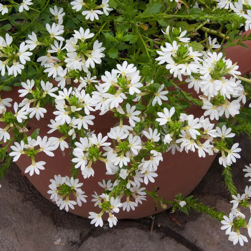 Surdiva® White Scaevola - Image 2