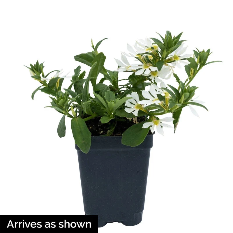 Surdiva® White Scaevola - Image 3