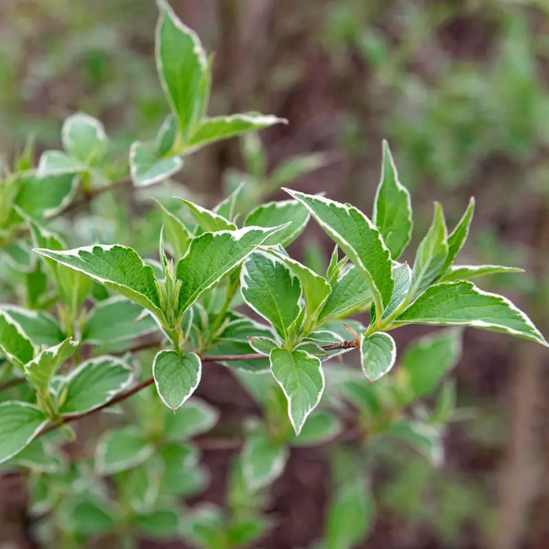 Suzanne Variegated Weigela - Image 2