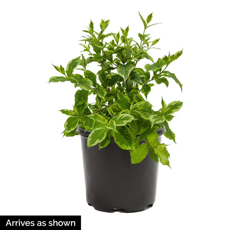Suzanne Variegated Weigela - Image 3