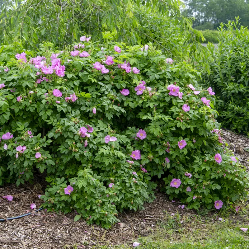 Sweet Hips® Rose - Image 2