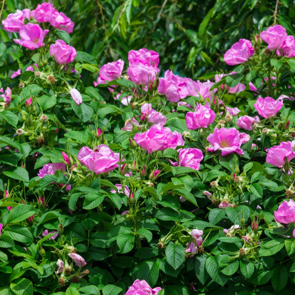 Sweet Hips® Rose - Image 4