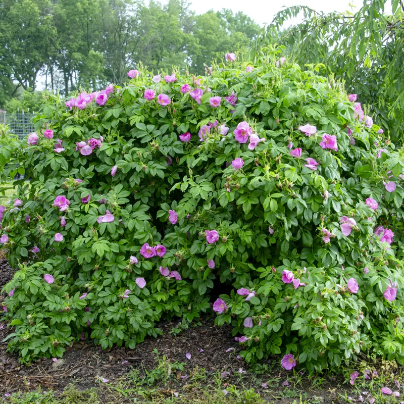 Sweet Hips® Rose - Image 8