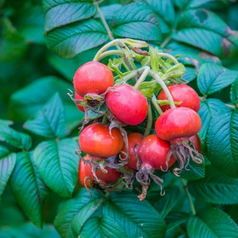 Sweet Hips® Rose - Image 9