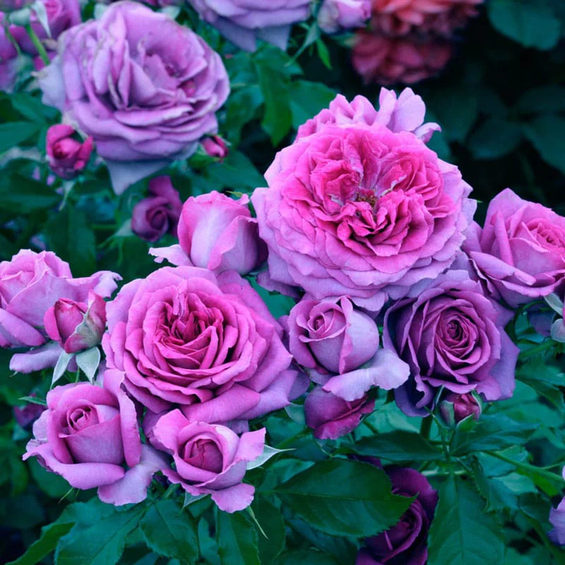 Sweet Madame Blue™ Floribunda Rose