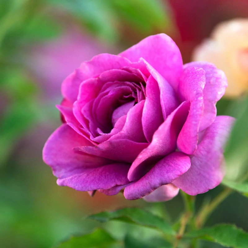 Sweet Madame Blue™ Floribunda Rose - Image 5