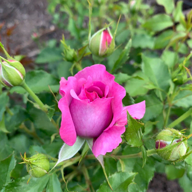 Sweet Madame Blue™ Floribunda Rose - Image 8