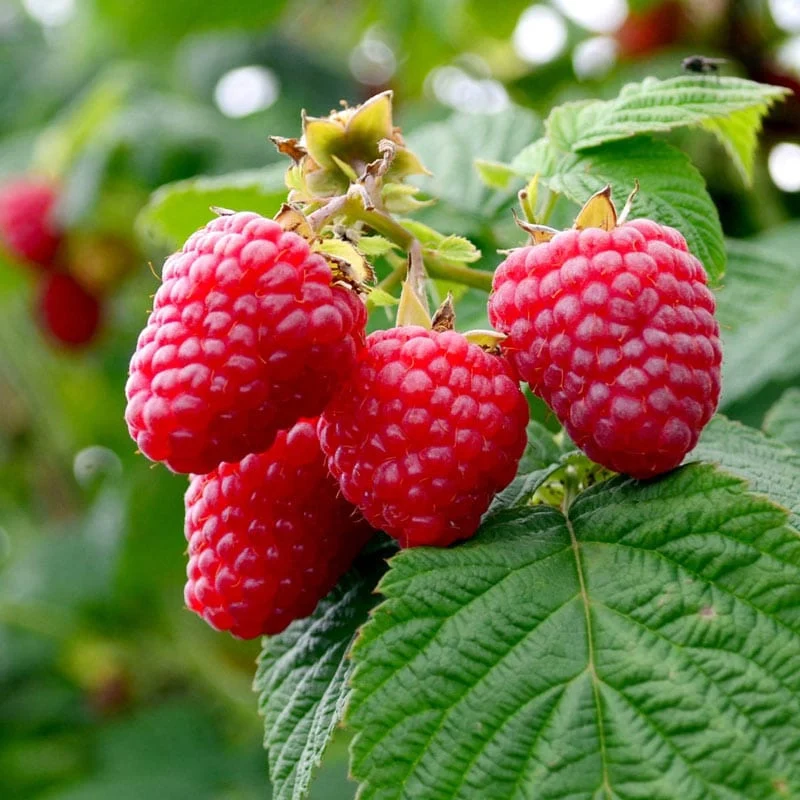 Sweet Repeat™ Red Raspberry - Image 2