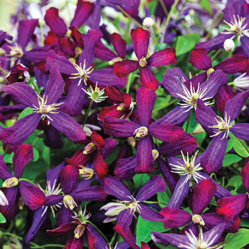 Clematis Sweet Summer Love - Image 2