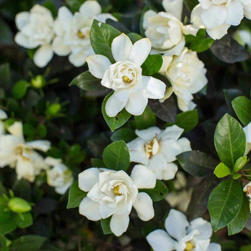 Sweet Tea™ Gardenia - Image 2