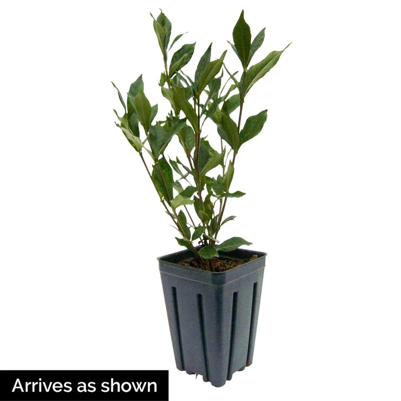 Sweet Tea™ Gardenia - Image 3