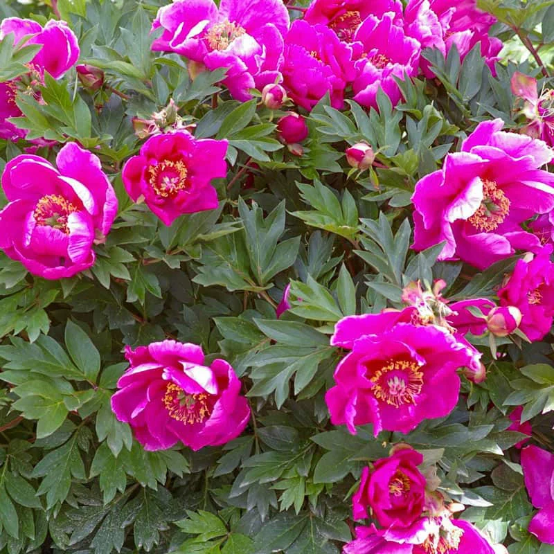 Symphonie Pourpre Itoh Peony - Image 2