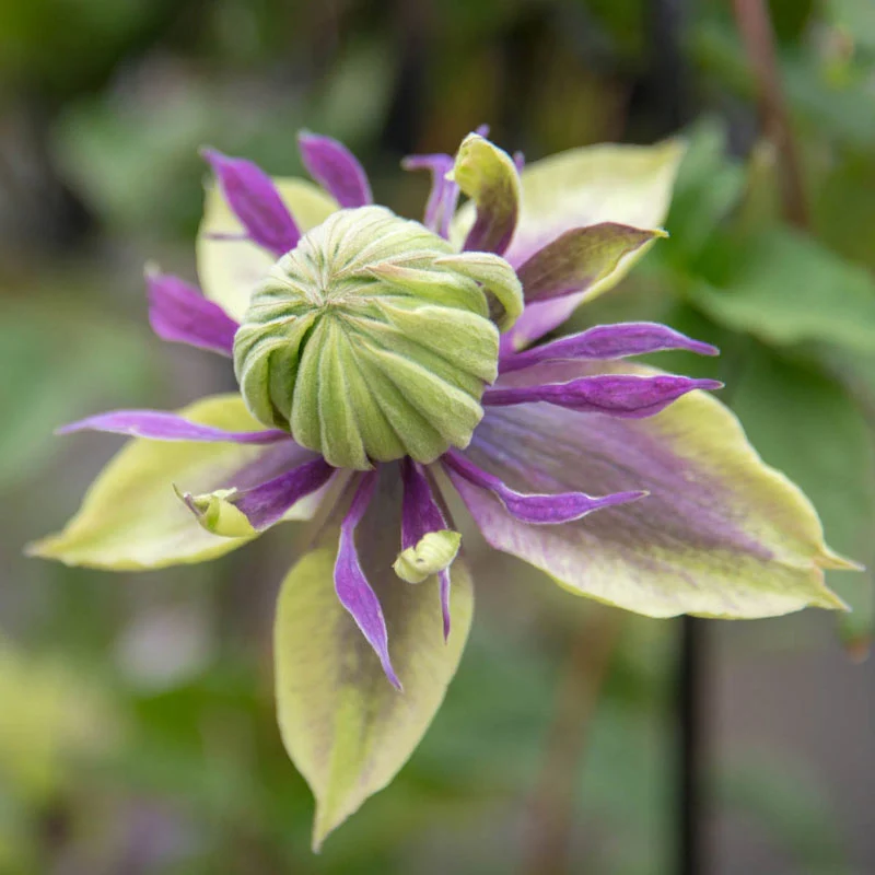 Clematis Taiga - Image 3