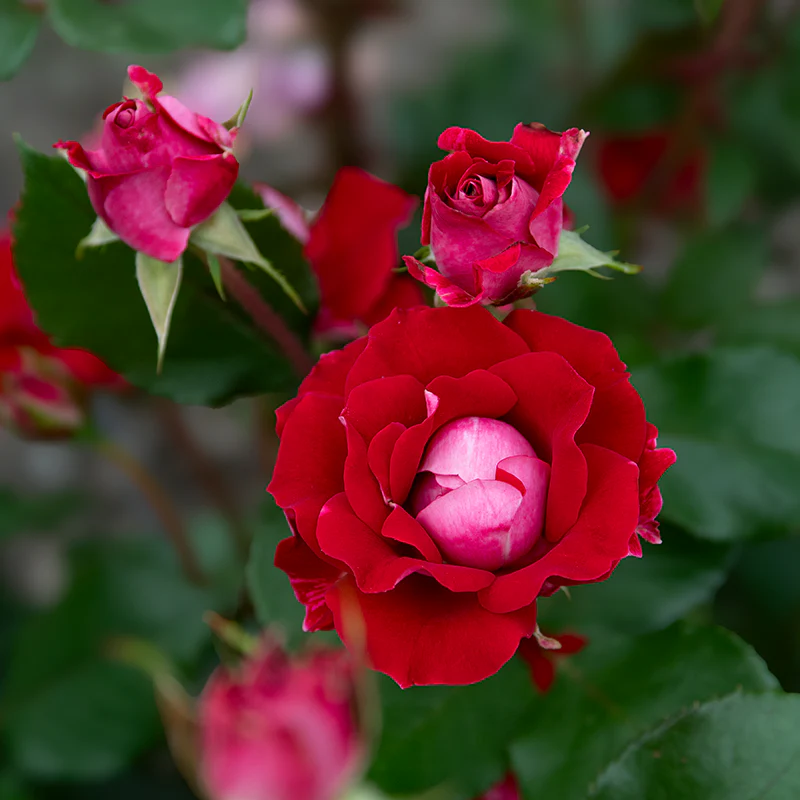 Take It Easy® Shrub Rose - Image 10