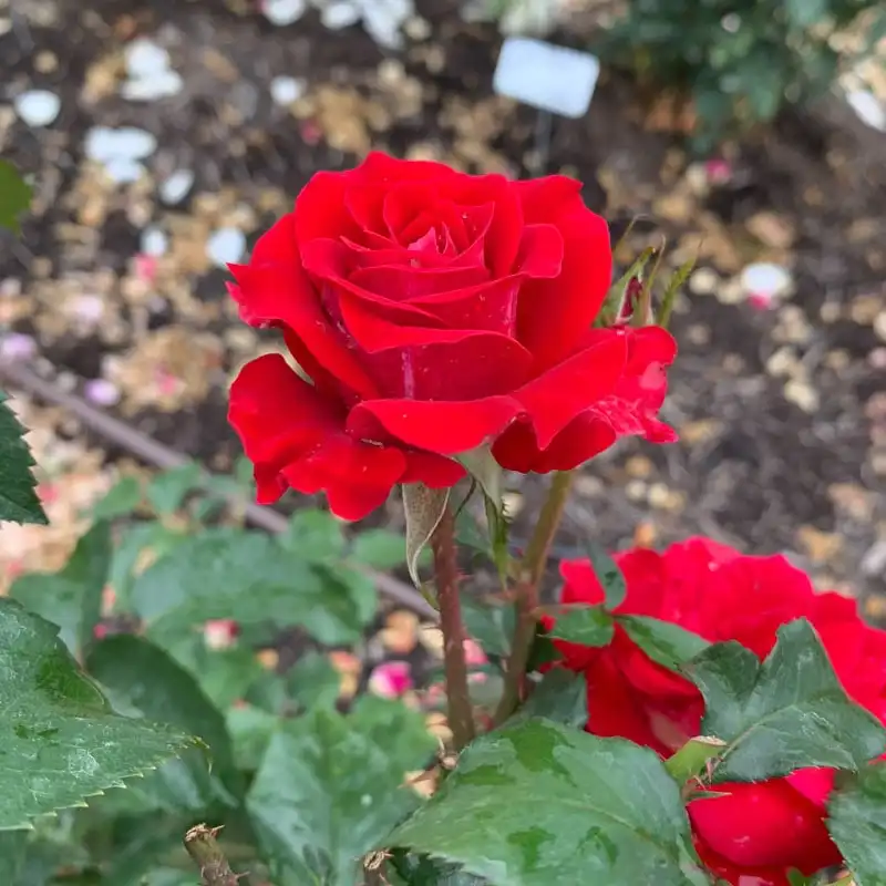 Take It Easy® Shrub Rose - Image 11