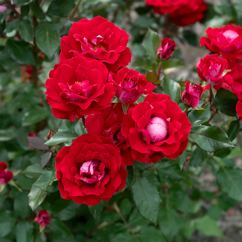 Take It Easy® Shrub Rose - Image 12
