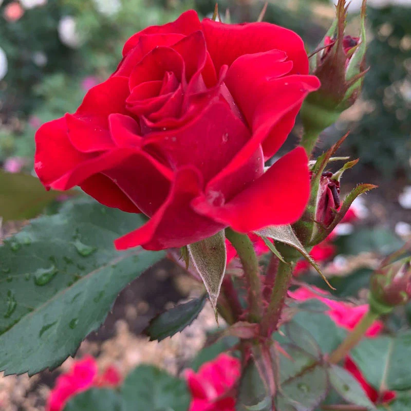 Take It Easy® Shrub Rose - Image 13