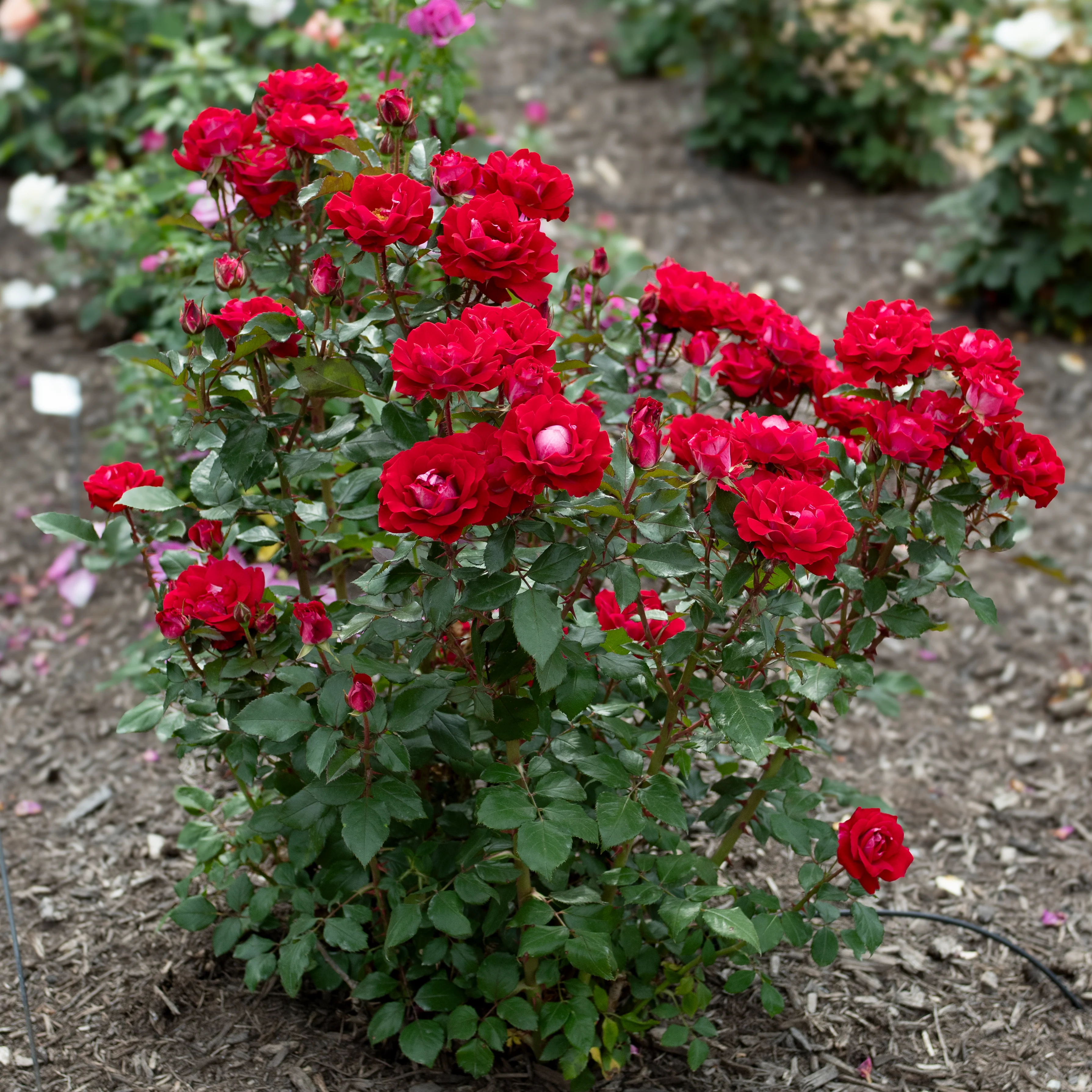 Take It Easy® Shrub Rose - Image 14