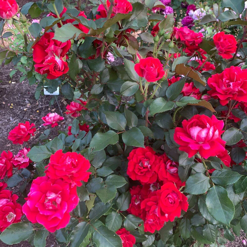 Take It Easy® Shrub Rose - Image 15