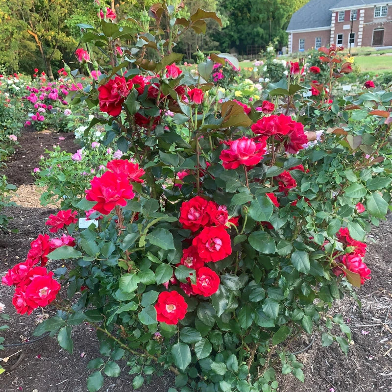 Take It Easy® Shrub Rose - Image 16