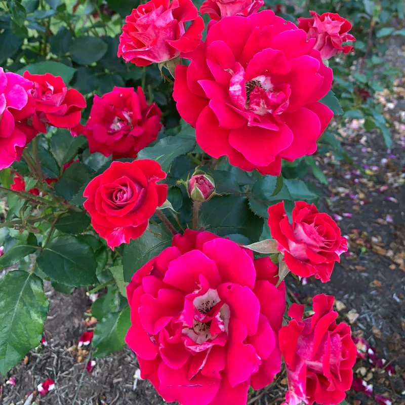 Take It Easy® Shrub Rose - Image 17