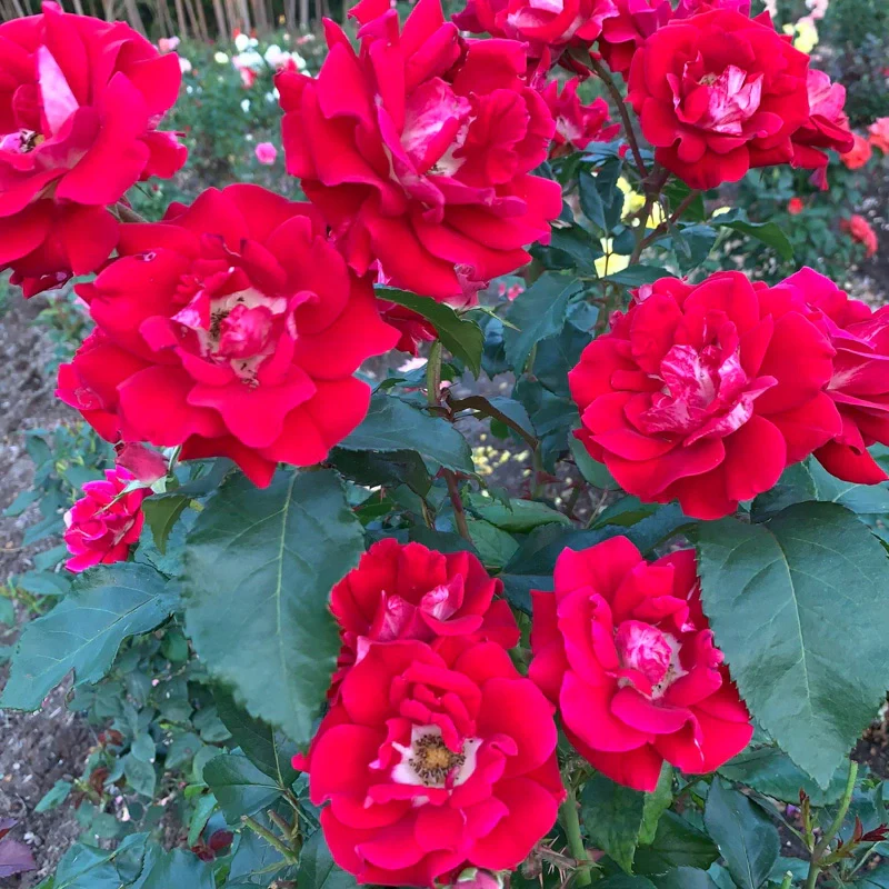 Take It Easy® Shrub Rose - Image 18