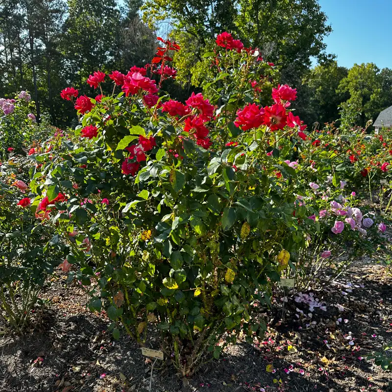 Take It Easy® Shrub Rose - Image 19