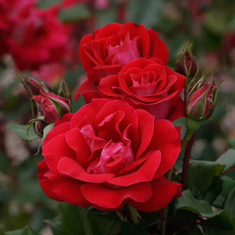 Take It Easy® Shrub Rose - Image 2