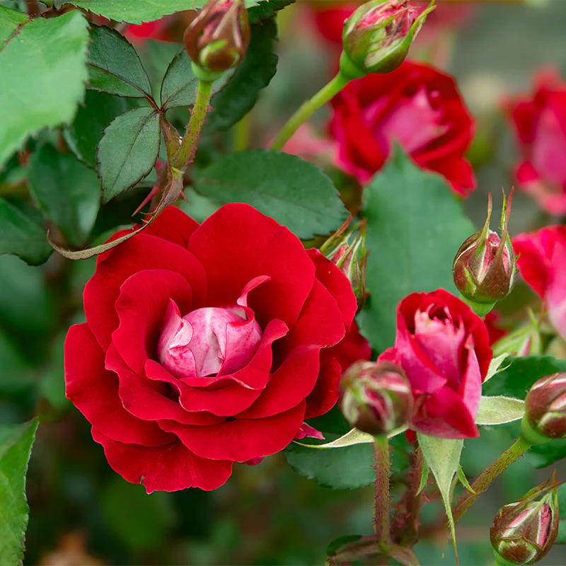 Take It Easy® Shrub Rose - Image 3