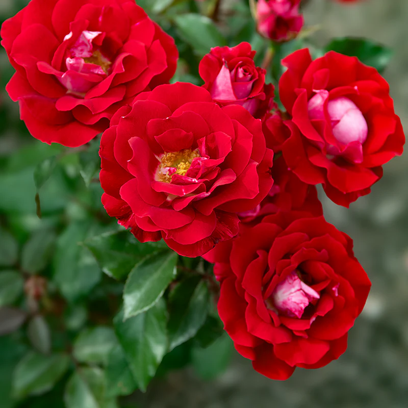 Take It Easy® Shrub Rose - Image 4