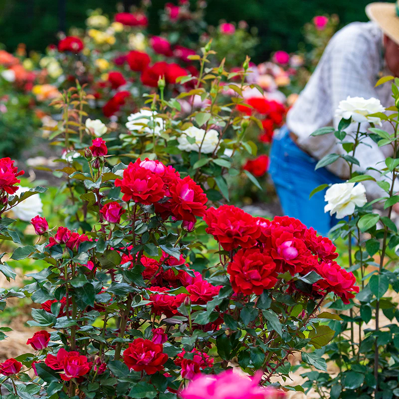 Take It Easy® Shrub Rose - Image 6