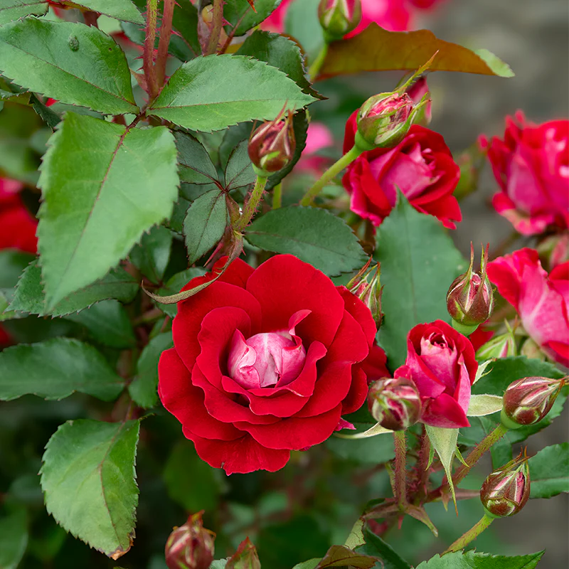 Take It Easy® Shrub Rose - Image 9