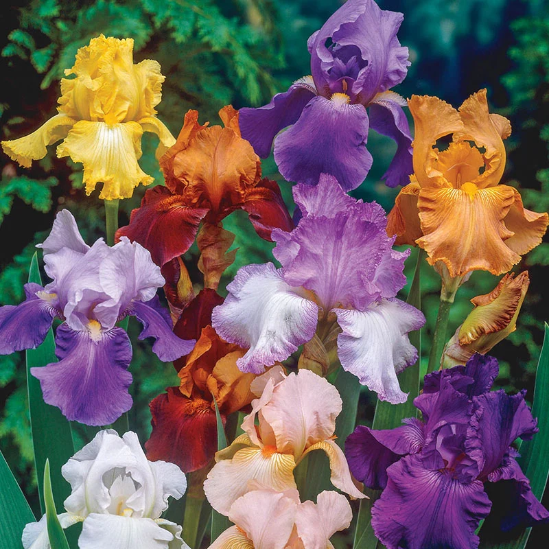 Tall Bearded Iris Grab Bag - Image 2