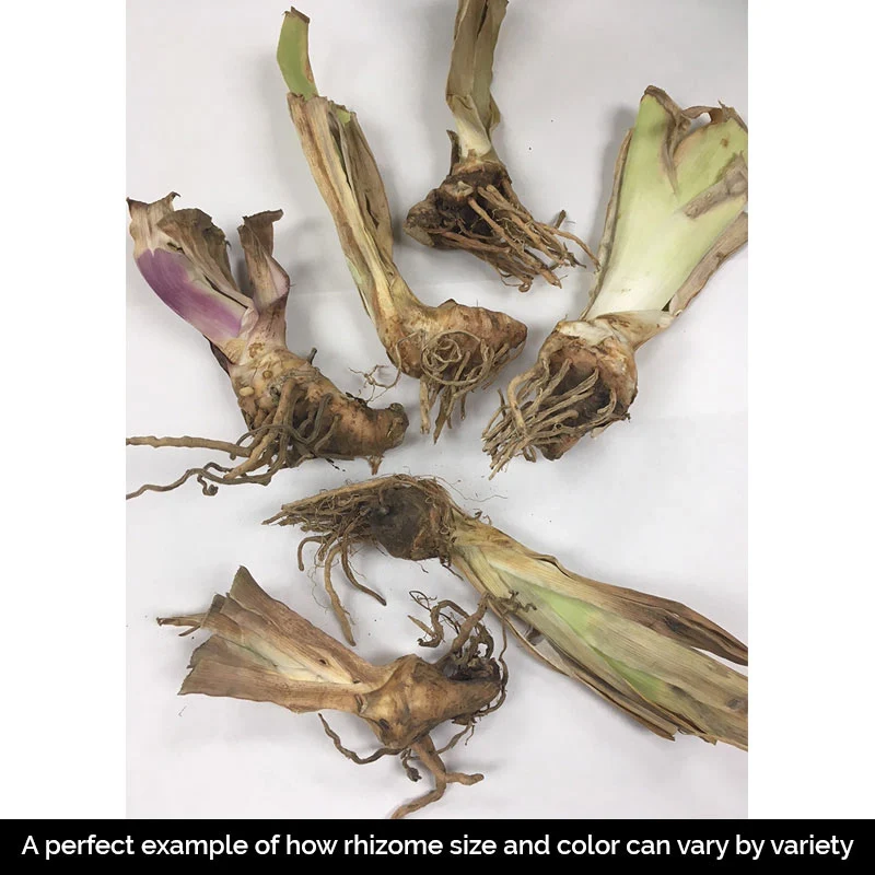 Tall Bearded Iris Grab Bag - Image 3