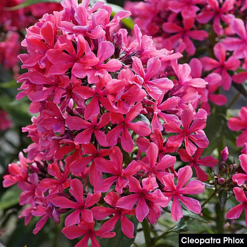 Summer Glow Tall Phlox Collection - Image 3