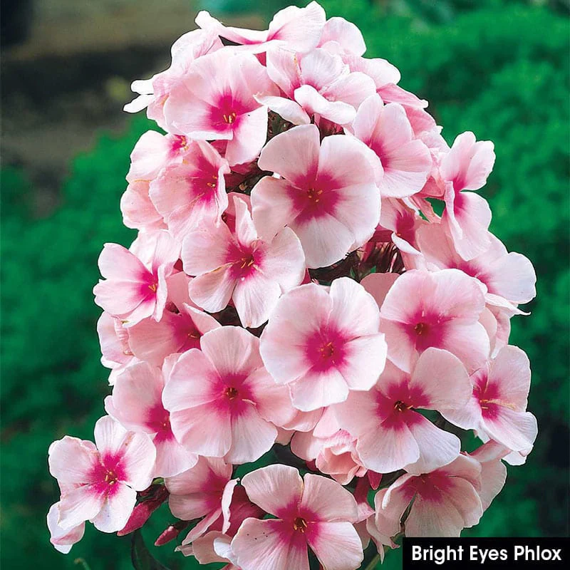 Summer Glow Tall Phlox Collection - Image 4