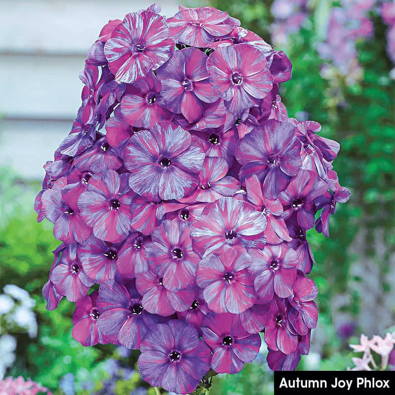 Summer Glow Tall Phlox Collection - Image 5
