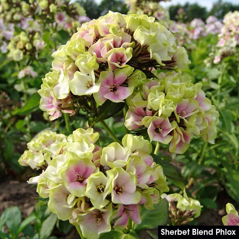 Summer Glow Tall Phlox Collection - Image 7