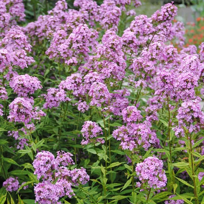 Tall Phlox Jeana - Image 3