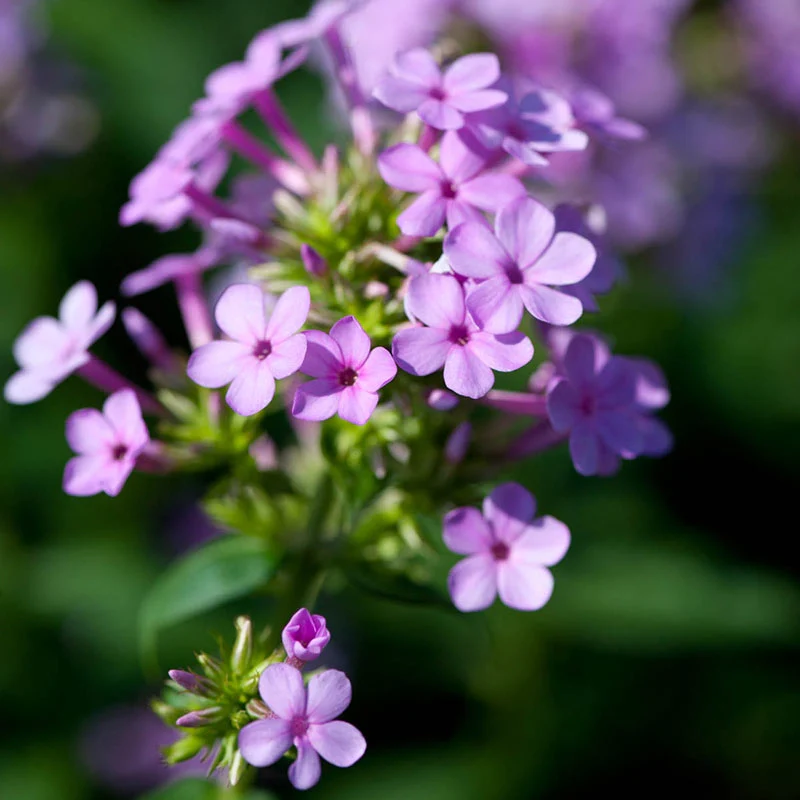 Tall Phlox Jeana - Image 4
