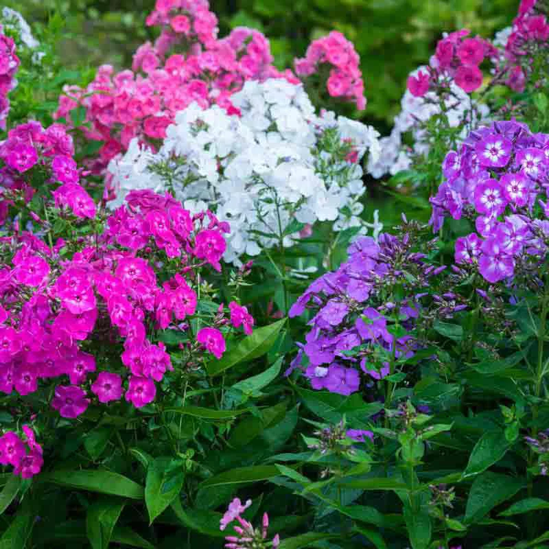 Tall Phlox Mix