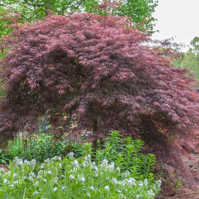 Tamukeyama Japanese Maple Tree