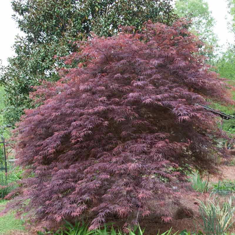 Tamukeyama Japanese Maple Tree - Image 3