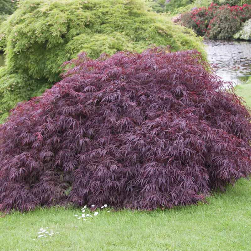 Tamukeyama Japanese Maple Tree - Image 4