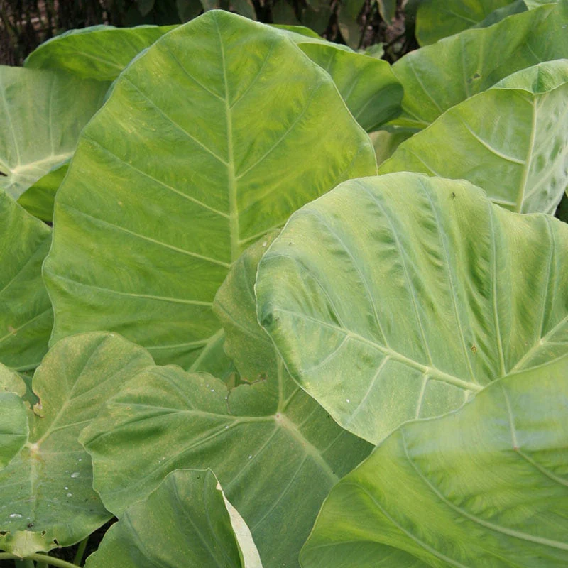 Thailand Giant Colocasia - Image 2