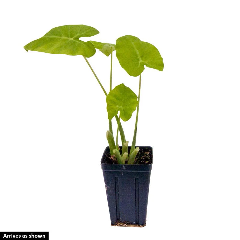 Thailand Giant Colocasia - Image 3