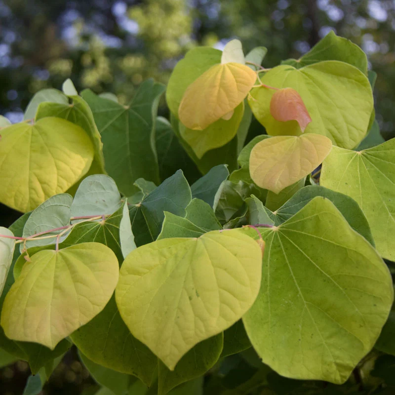 The Rising Sun™ Redbud Tree - Image 3
