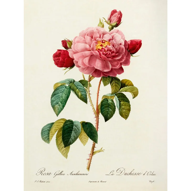 The Rose Book - Image 3