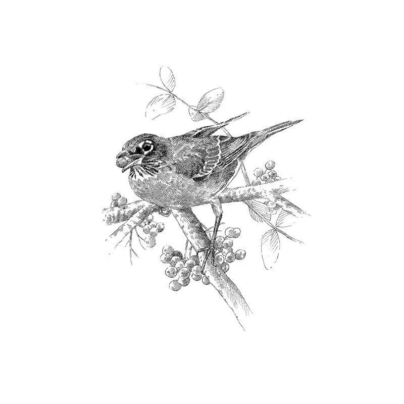The Serviceberry: Abundance and Reciprocity in the Natural World - Image 2